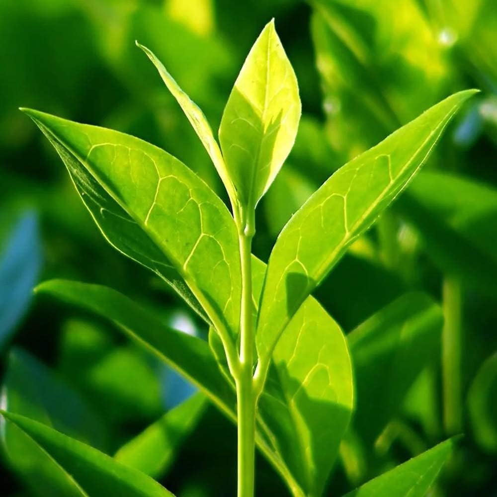 Crop Production Technology Image